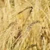 wheat-ndsu-jpeg-3