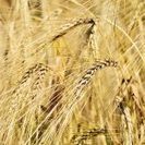 Kansas Winter Wheat Crop Could Be Smallest Since 1950s