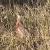 youngrooster-2