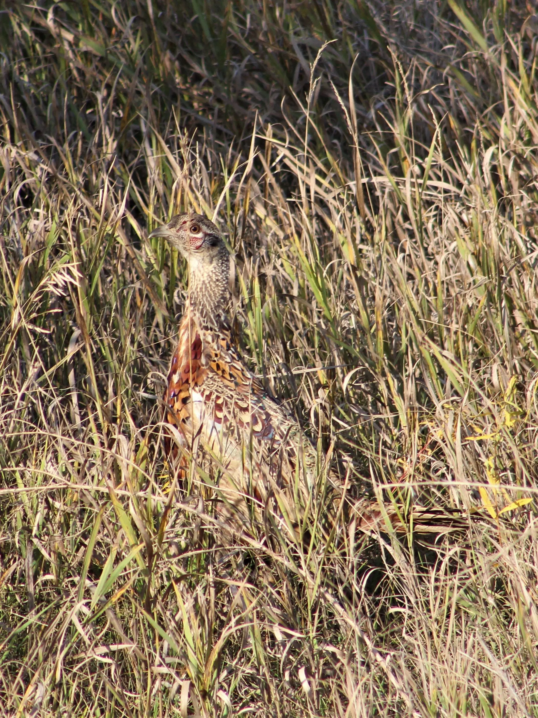 youngrooster-2