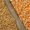 corn-and-soybean_adobestock_65631699-2-jpeg-21