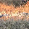 flushingbirds-3