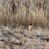 roostersuncats-2