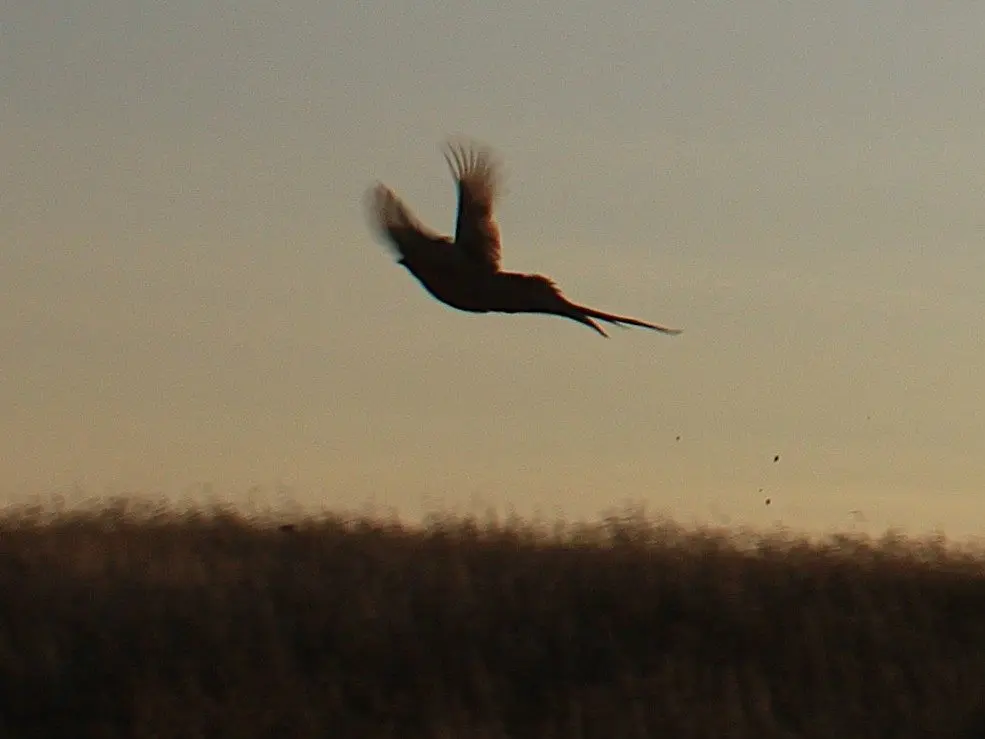 Localized Grass Our Outdoors: Go Where the Grass Grows | News Dakota