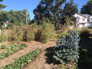Central College Organic Garden Sept 13th Rows