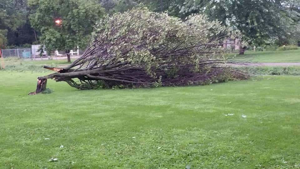 Tree damage in Harvey