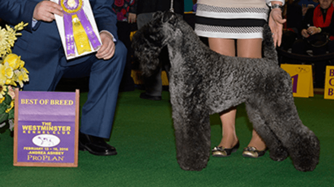 Photo from Westminster Kennel Club Official Website