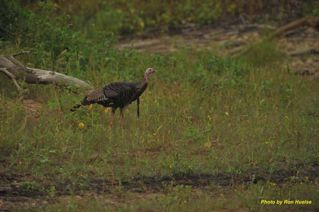 turkey-photo-by-ron-huelse-resized-2