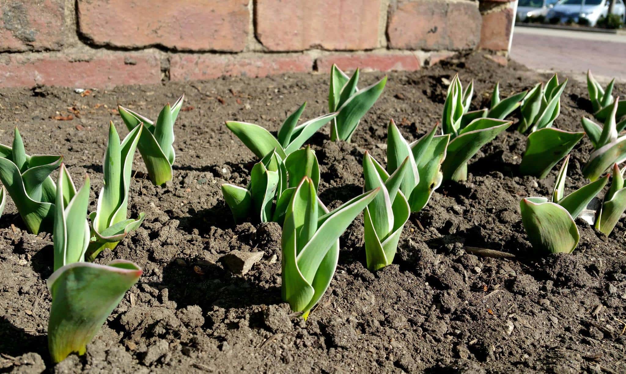 Photo by City of Pella Staff