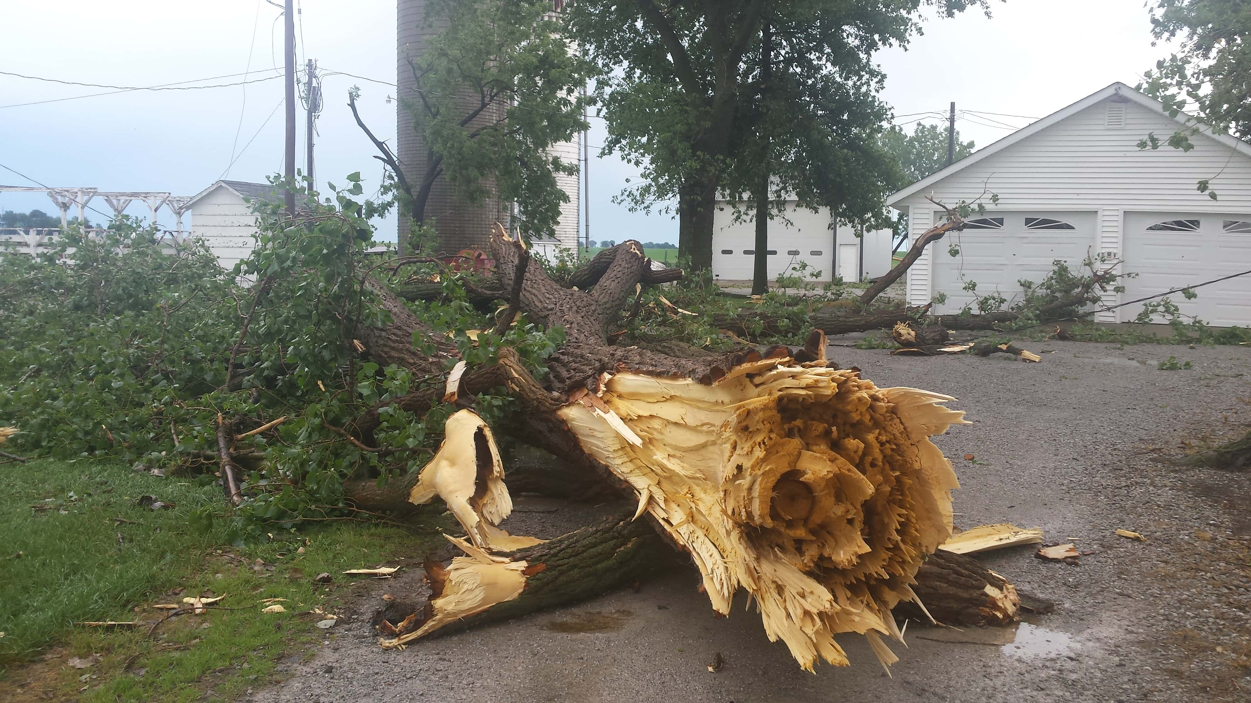 Tree snapped at home on Eaton Avenue near Leighton