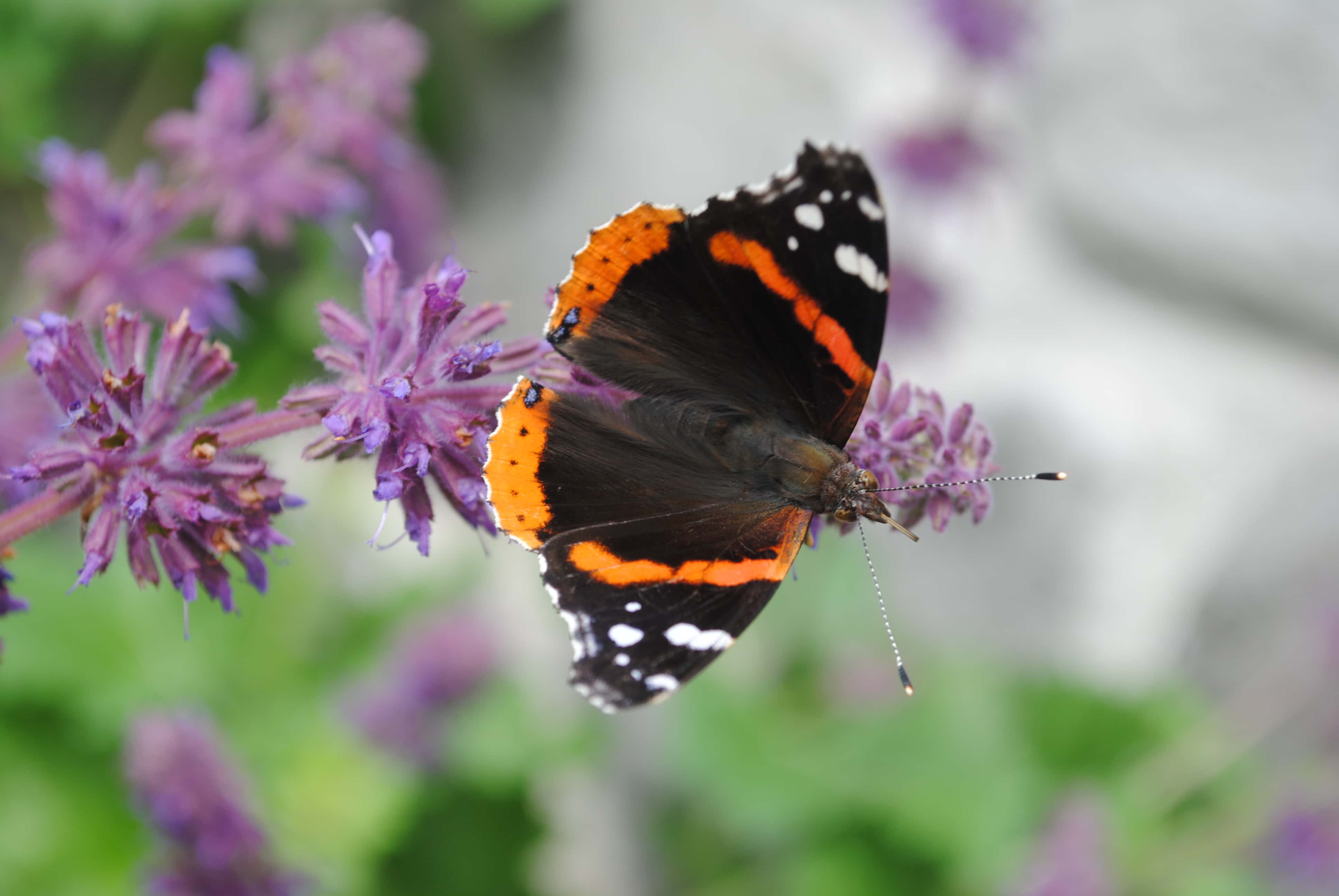 Red Admiral 2
