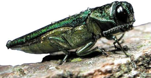 emerald_ash_borer_3_-_flickr_-_usdagov