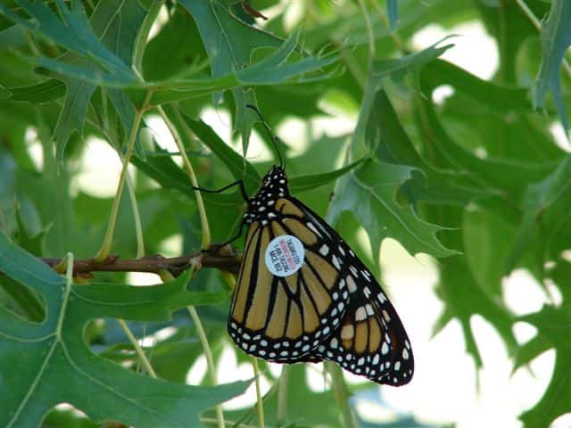 monarch-butterfly-with-tag