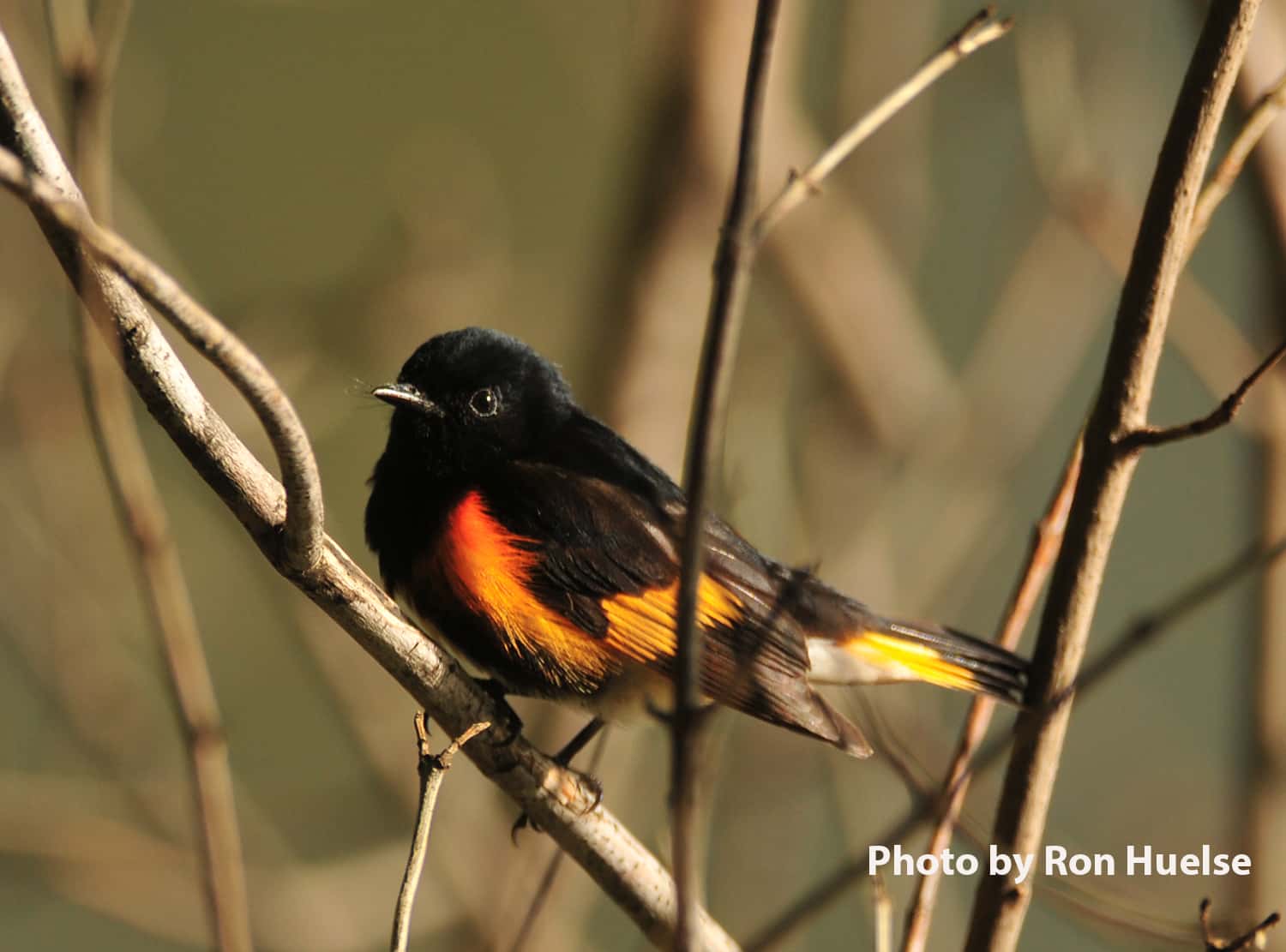 american-redstart-photo-by-ron-huelse-resized-2