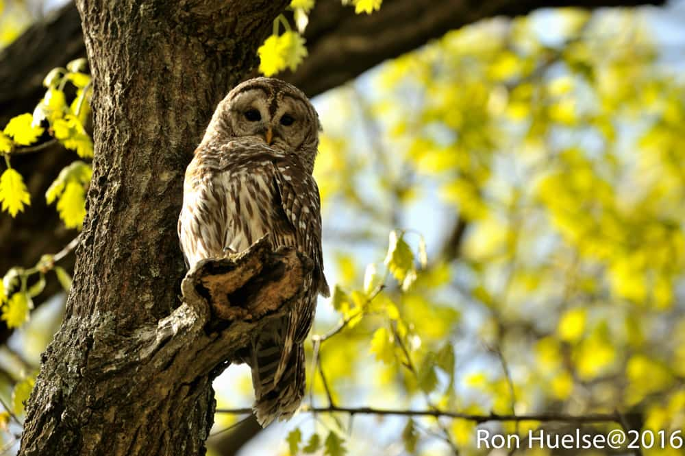 barred-owl-photo-by-ron-huelse