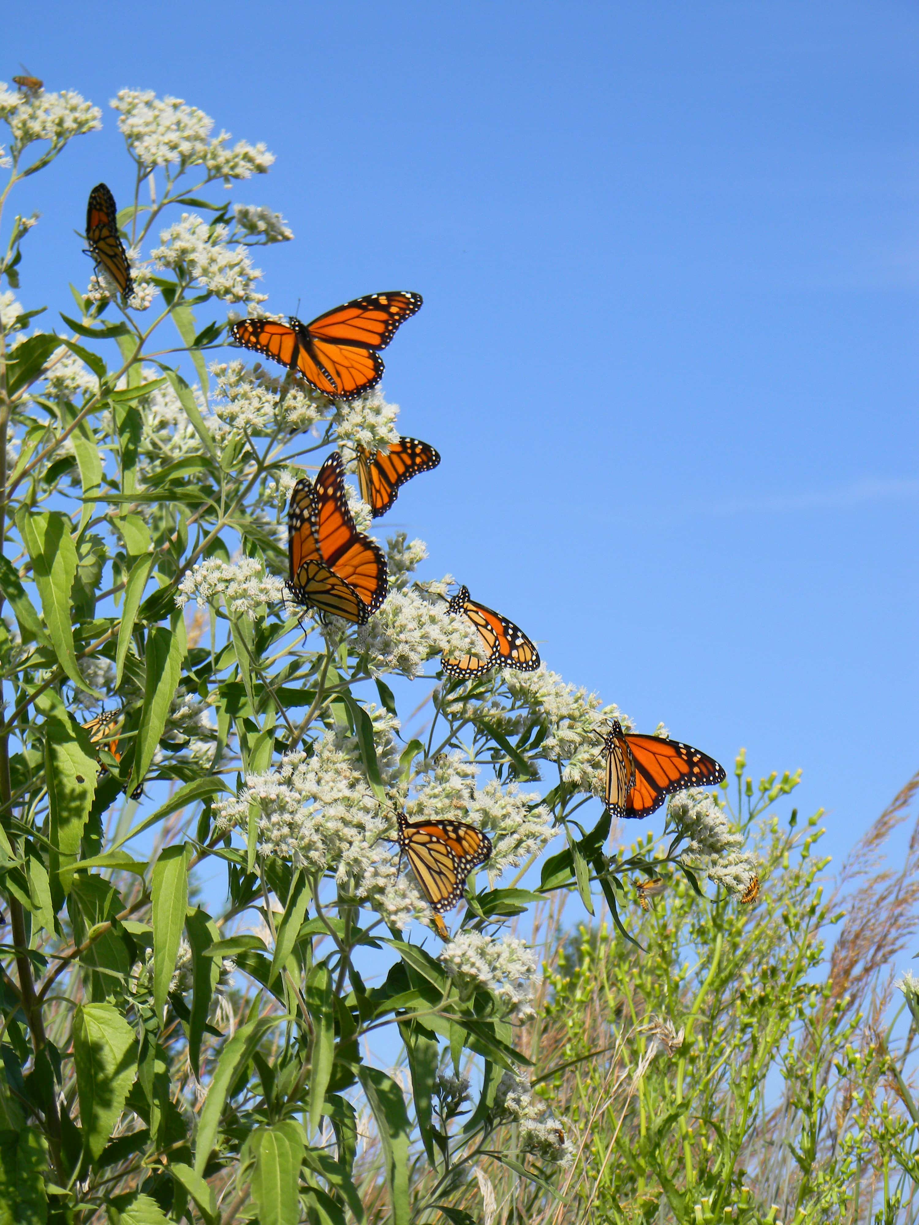 monarchs-mccb-photo