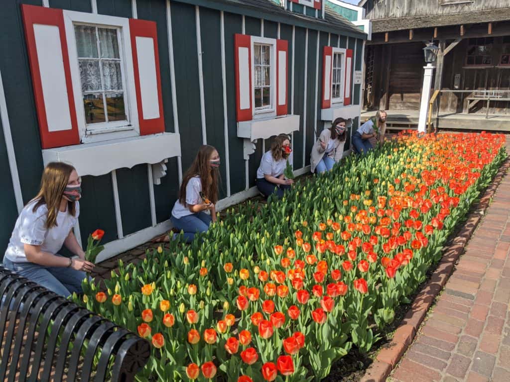Pella Tulip Queen and Court Making Most of Difficult Spring KNIA KRLS