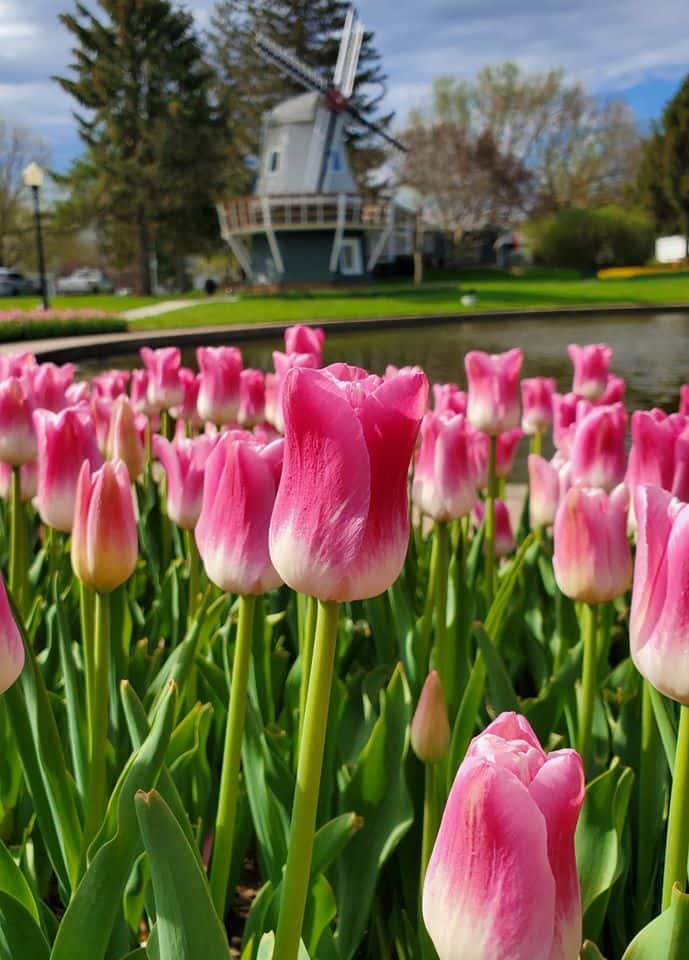 Tulip Watch Begins In Pella As Spring Time Weather Spreads Knia Krls Radio The One To Count On