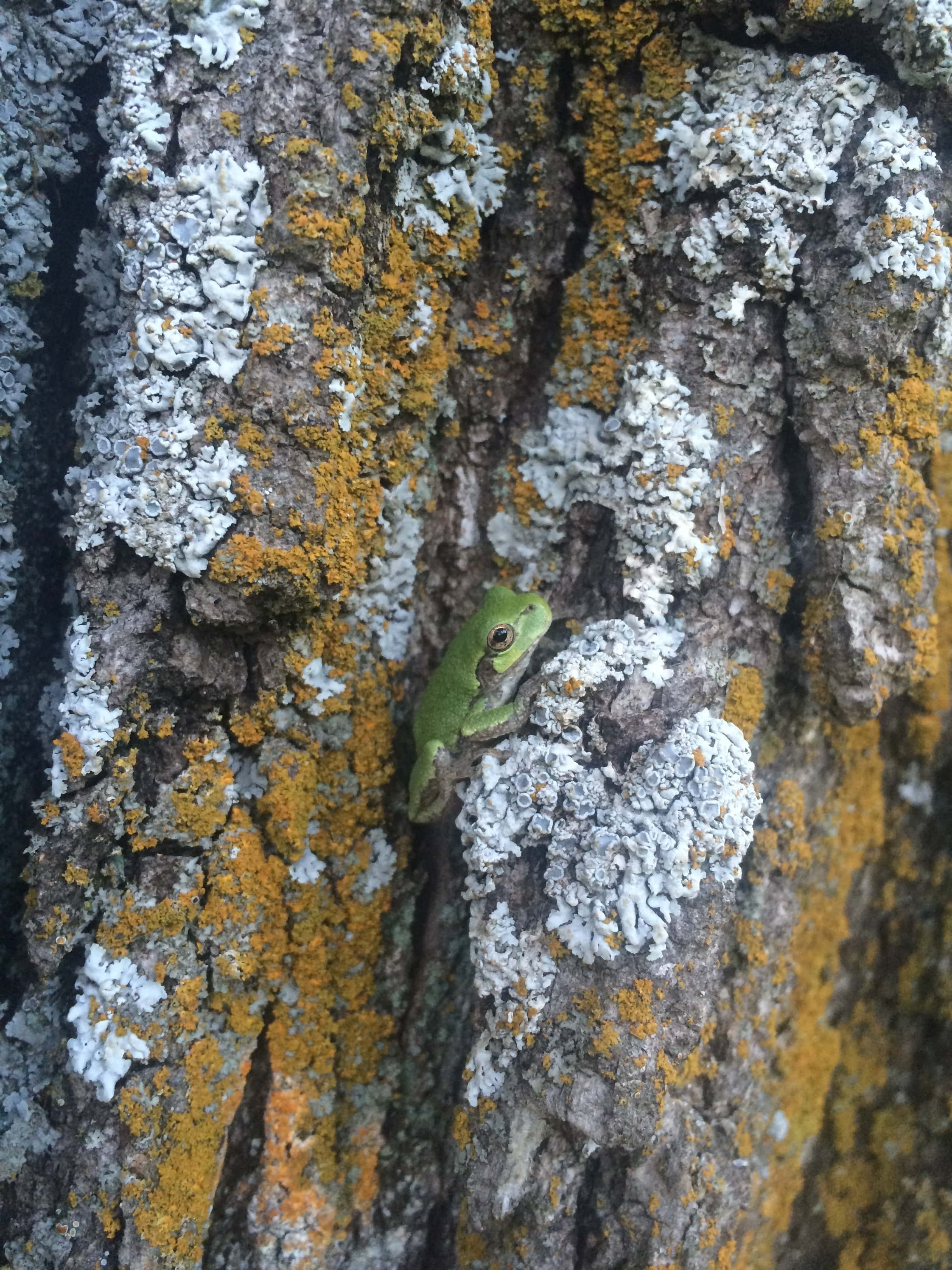 graytreefrog