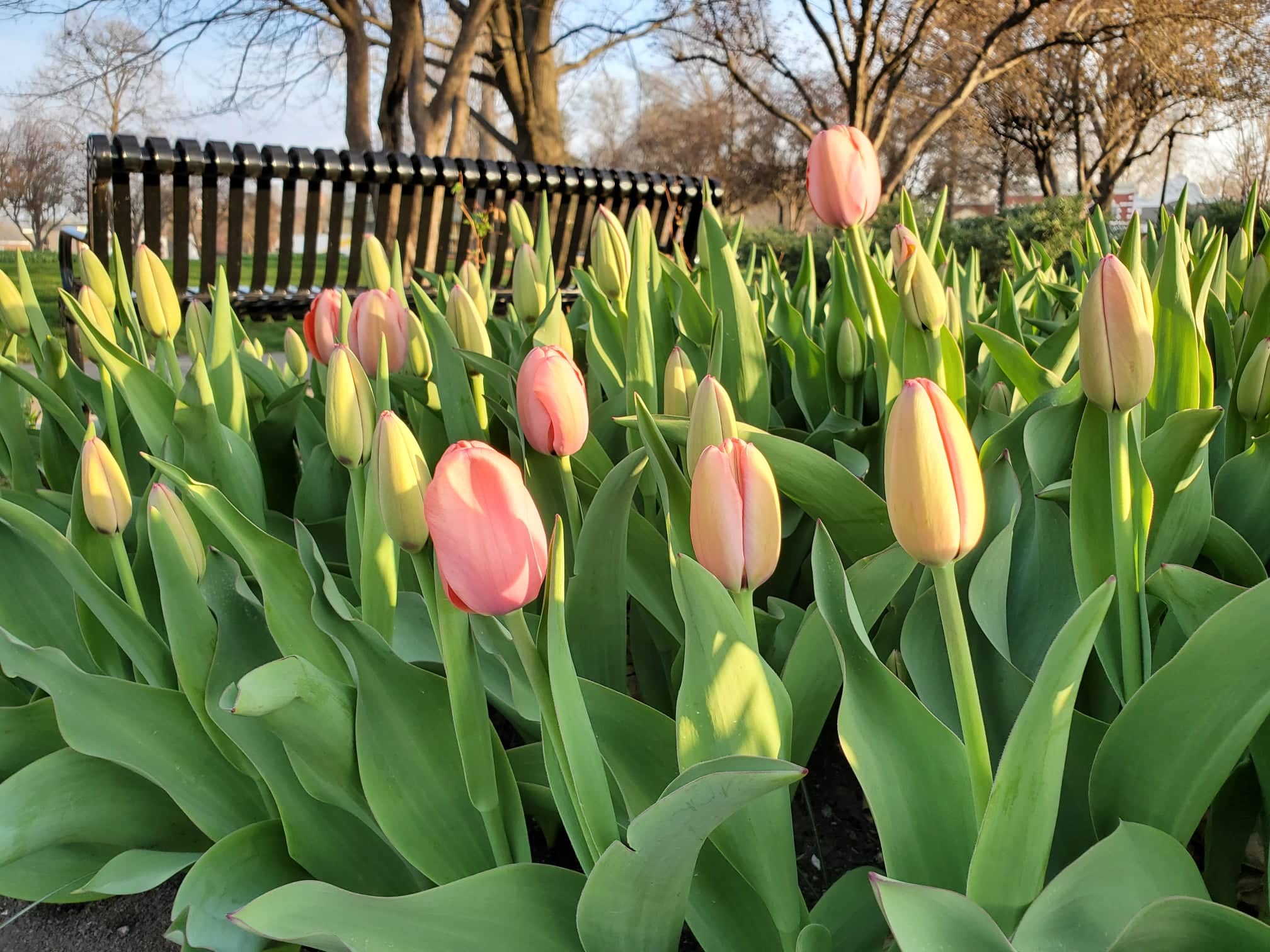 Tulip Festival Bloom Map City Of Pella Releases 2021 Tulip Bloom Status Map | Knia Krls Radio - The  One To Count On