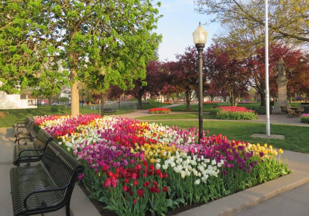 Peak Viewing for Tulips Continues; Several Blooms Still Expected During Festival - Vimarsana News