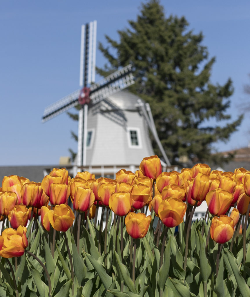 Tulip Time Begins with Klompen, Festival Starts Thursday - Vimarsana News