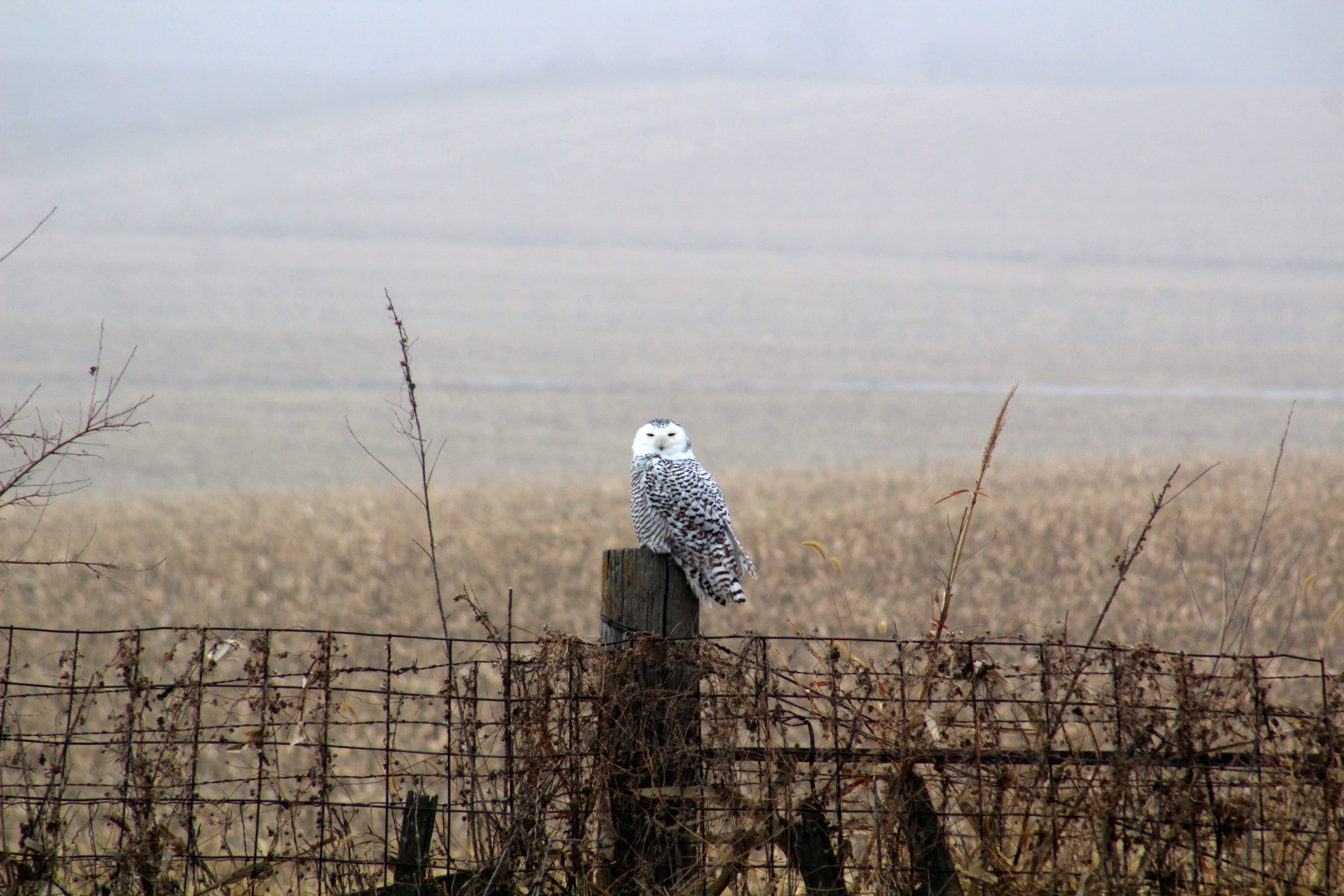 snowyowlgood