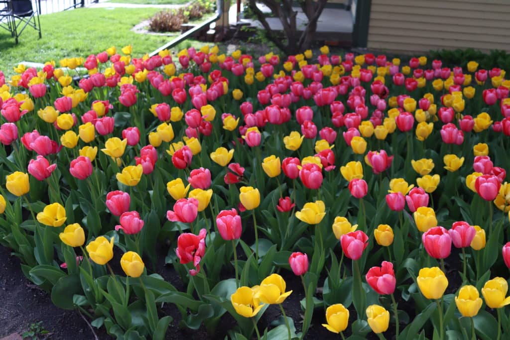 Tulip Time Worship Service Returns Today - Vimarsana News