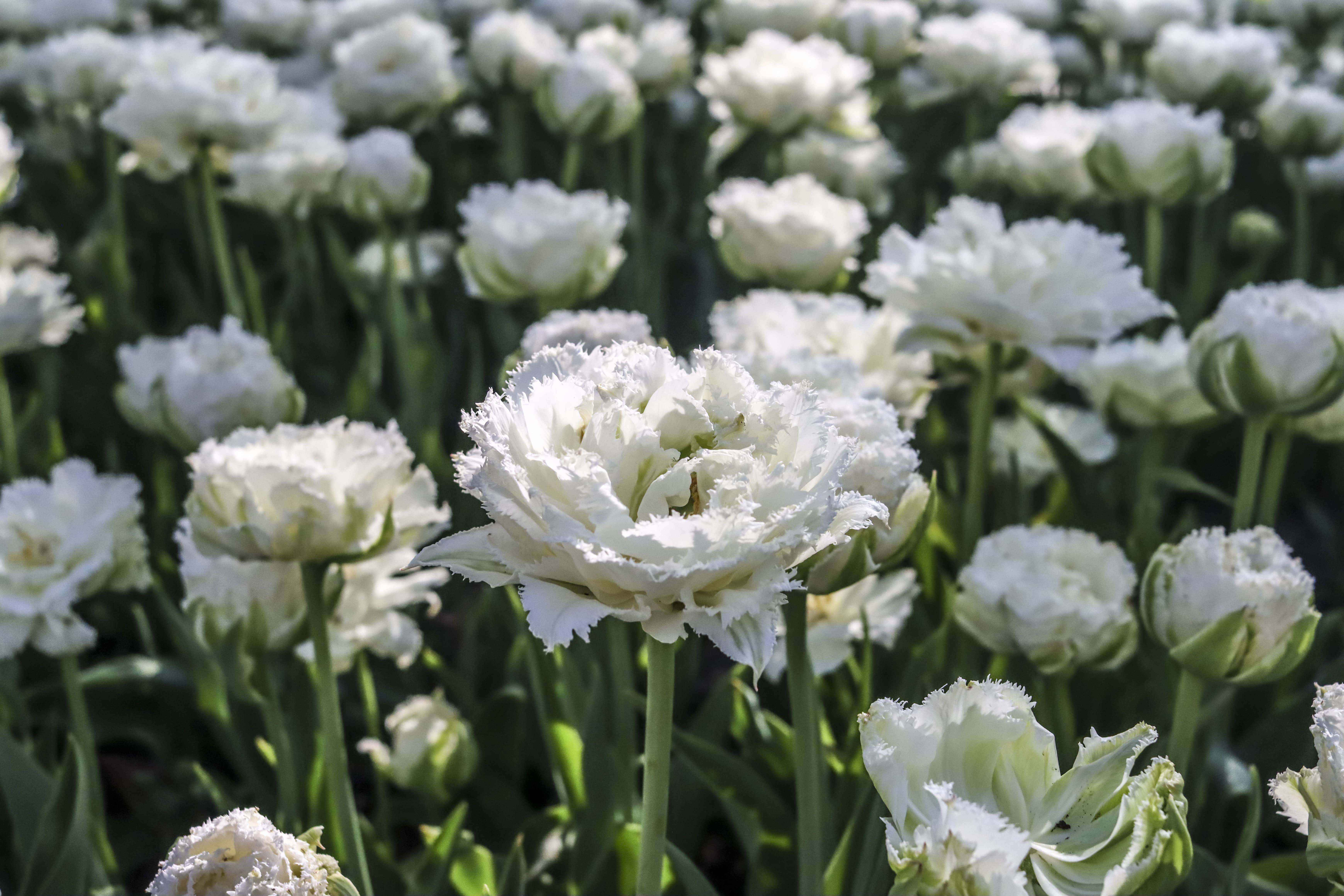 white-tulips