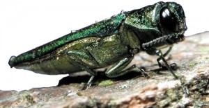 emerald_ash_borer_