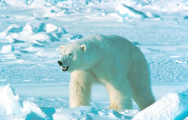 ursus_maritimus_in_alaska