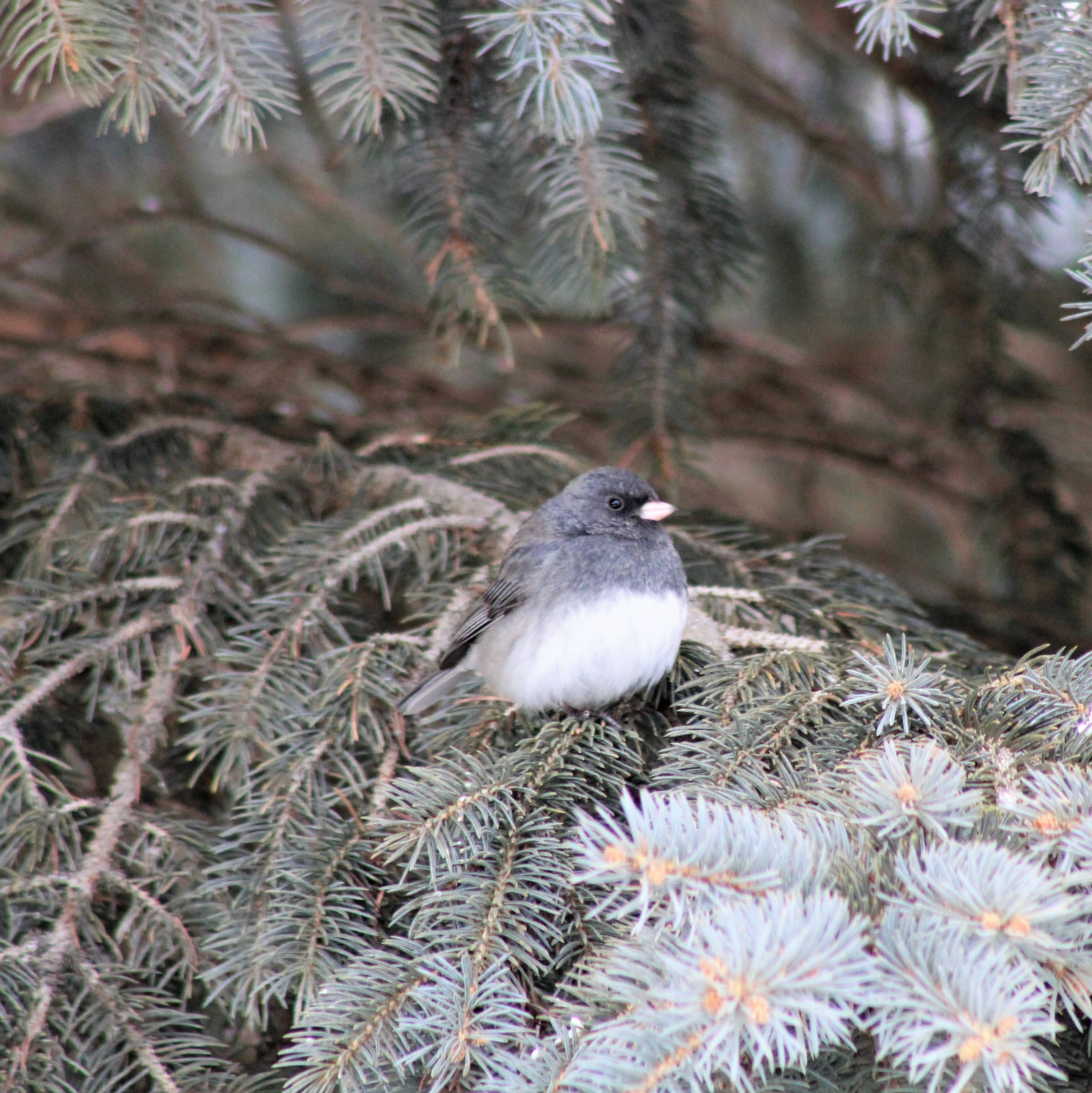 junco