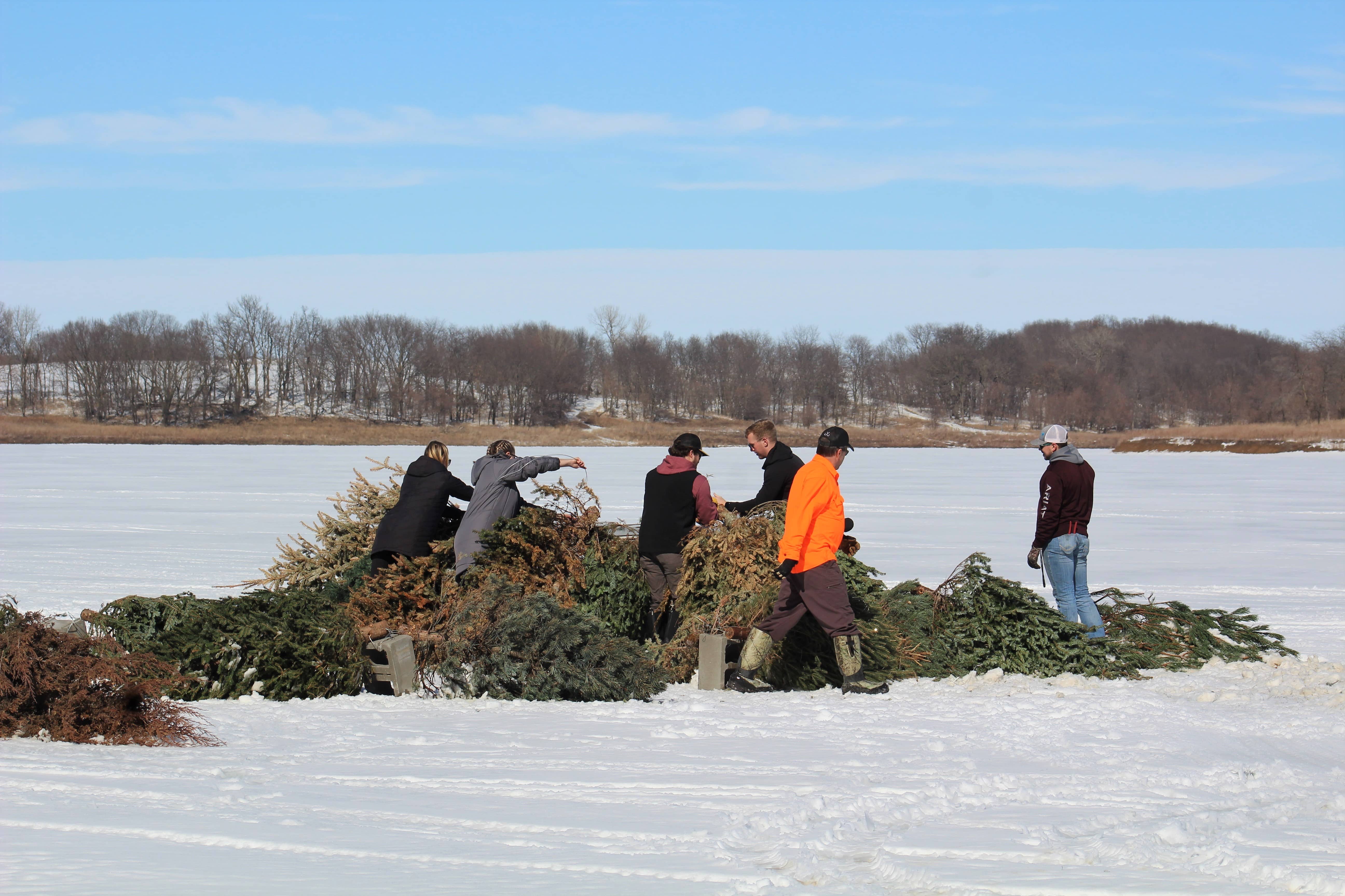 christmas-tree-disposal-2