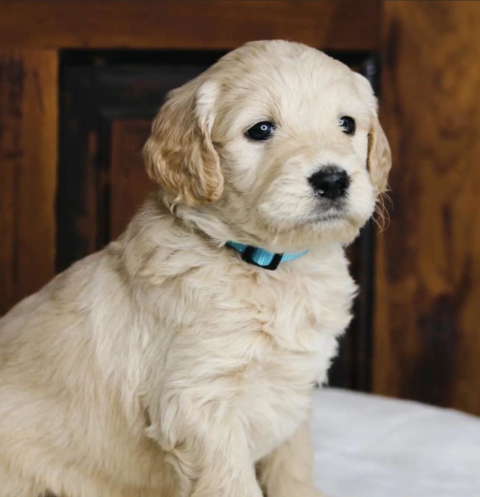 Let's Talk Pella – Crisis Canine for Pella Ambulance | KNIA KRLS Radio - Vimarsana News