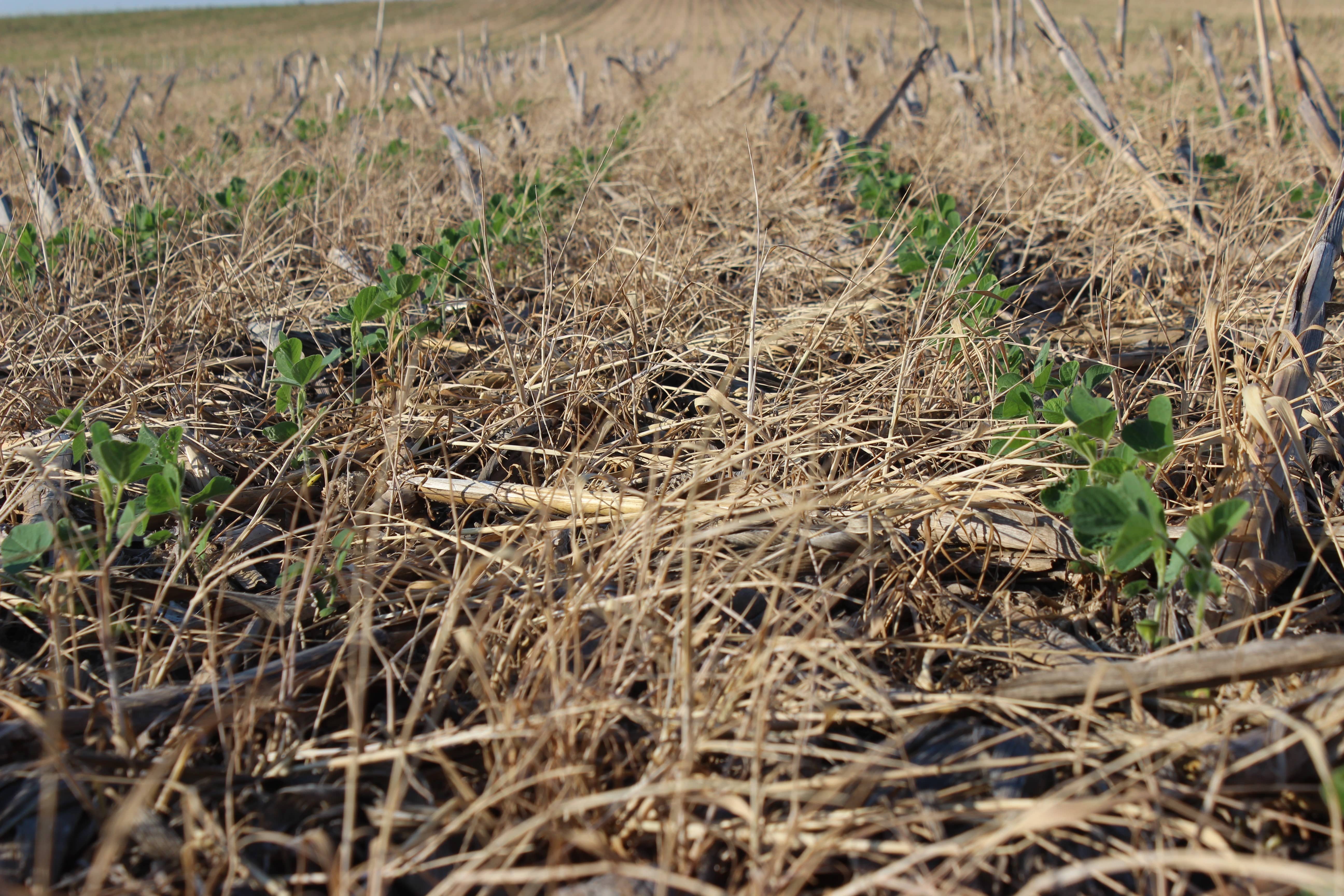 rye-biomass-with-soybeans