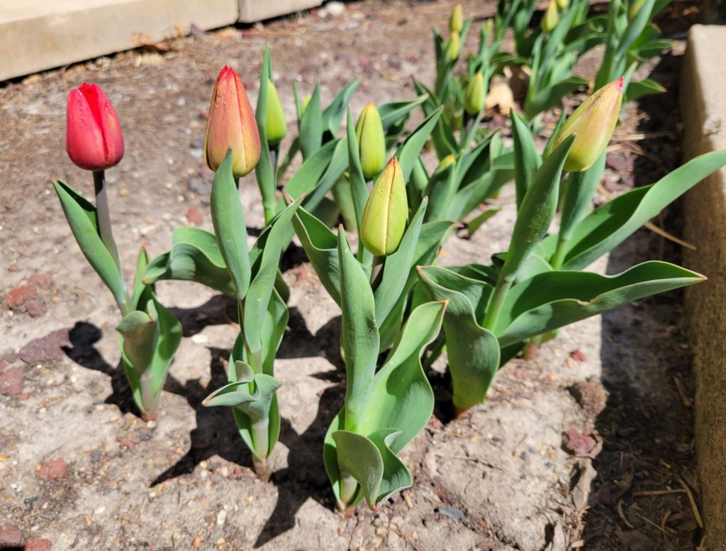 City of Pella, Pella Historical to Provide Regular Tulip Bloom Updates - Vimarsana News