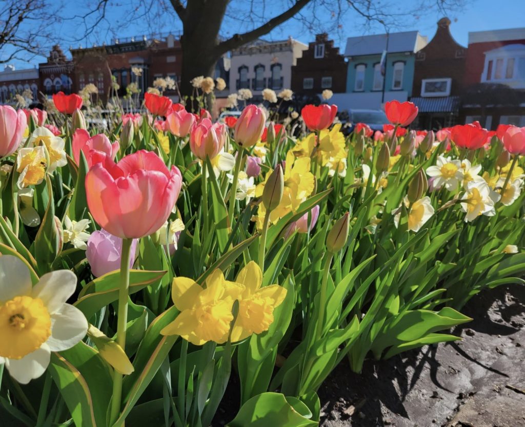 City of Pella Tulip Cam is Live - Vimarsana News