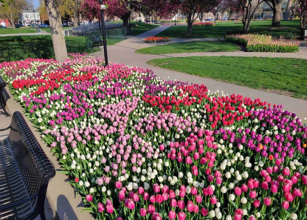 Tulip Time Returns in One Week - Vimarsana News