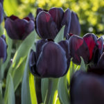 tulips-2023_30