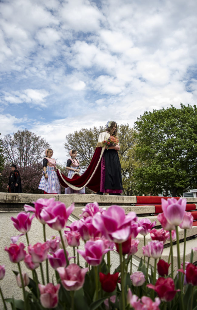 Tulip Time Concludes Today - Vimarsana News
