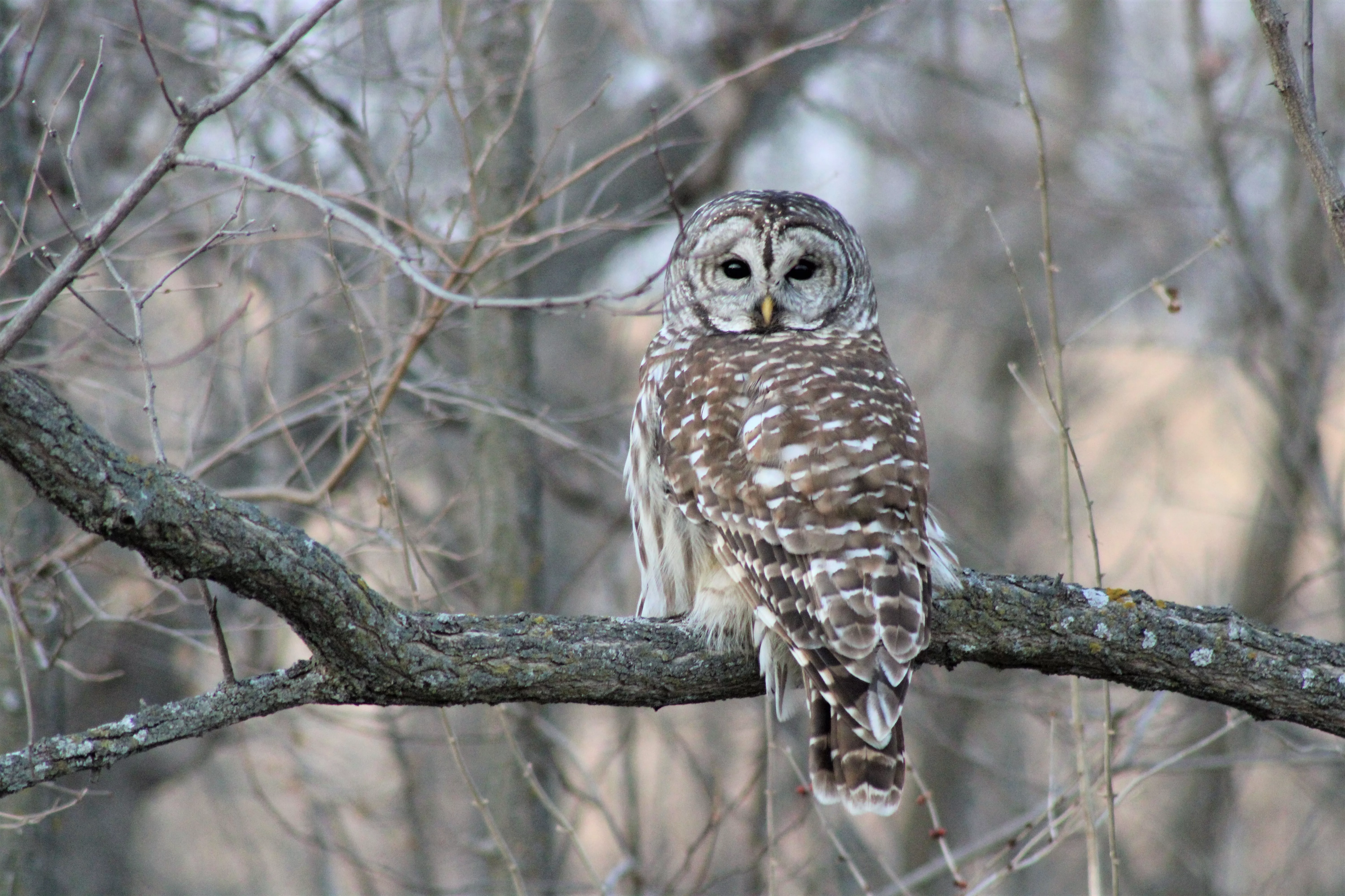 img_3745-3barred-owl