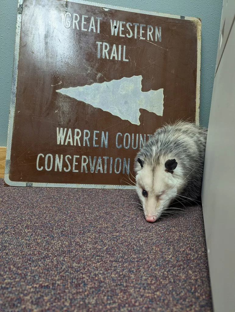 Warren County Conservation to Debut New Pet Ambassador - Vimarsana News