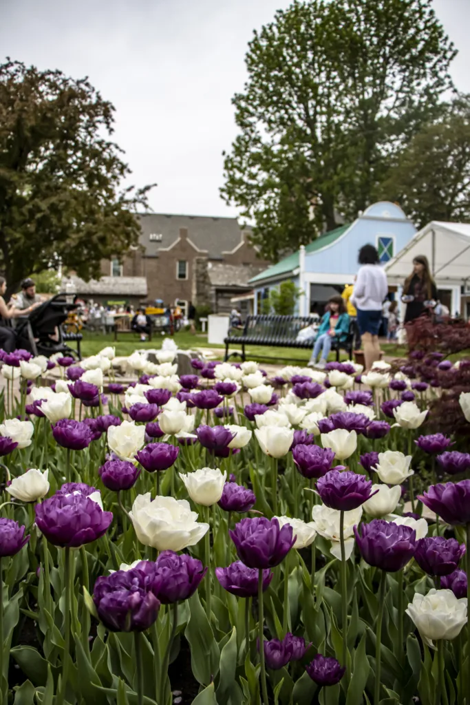 Tulip Time Update – Thursday Afternoon Parade Cancelled - Vimarsana News