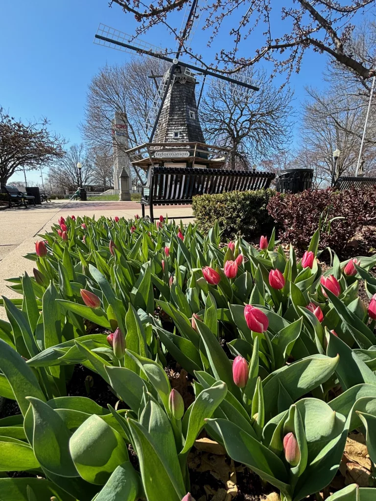 Tulip Bloom Slowed by Colder Weather, Expected to Ramp Up Soon - Vimarsana News