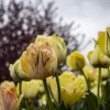 tulips-2024-part-two_028