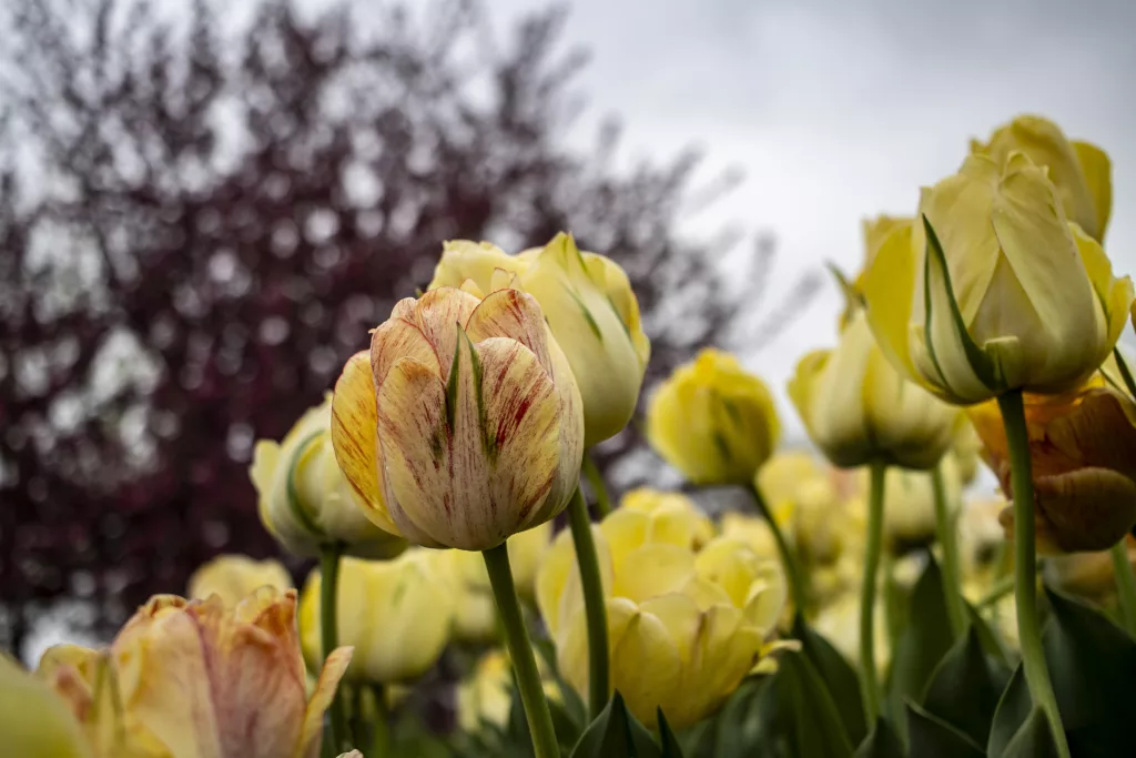 89th Tulip Time Begins Today - Vimarsana News