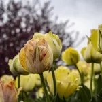 tulips-2024-part-two_028