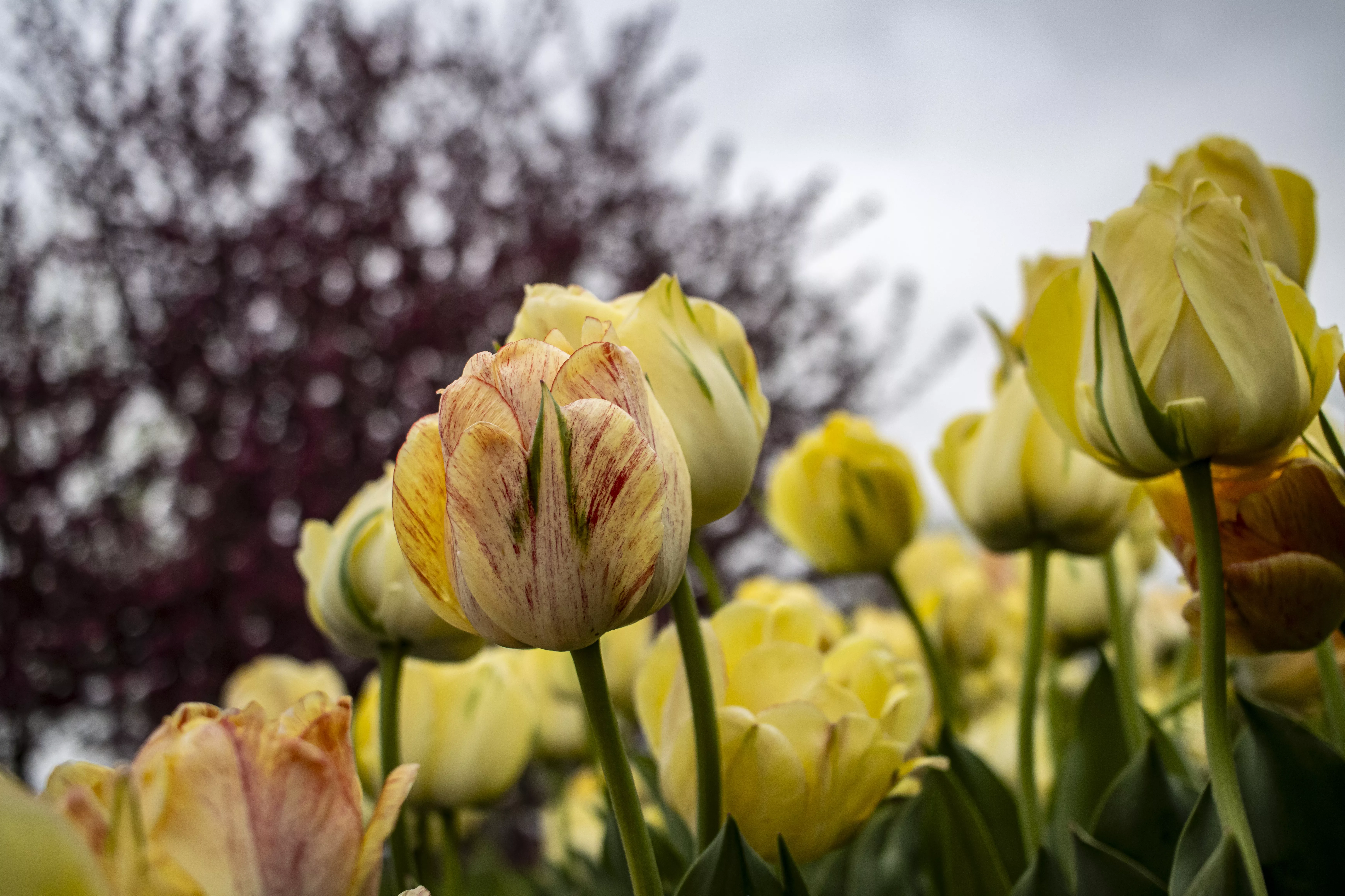 tulips-2024-part-two_028