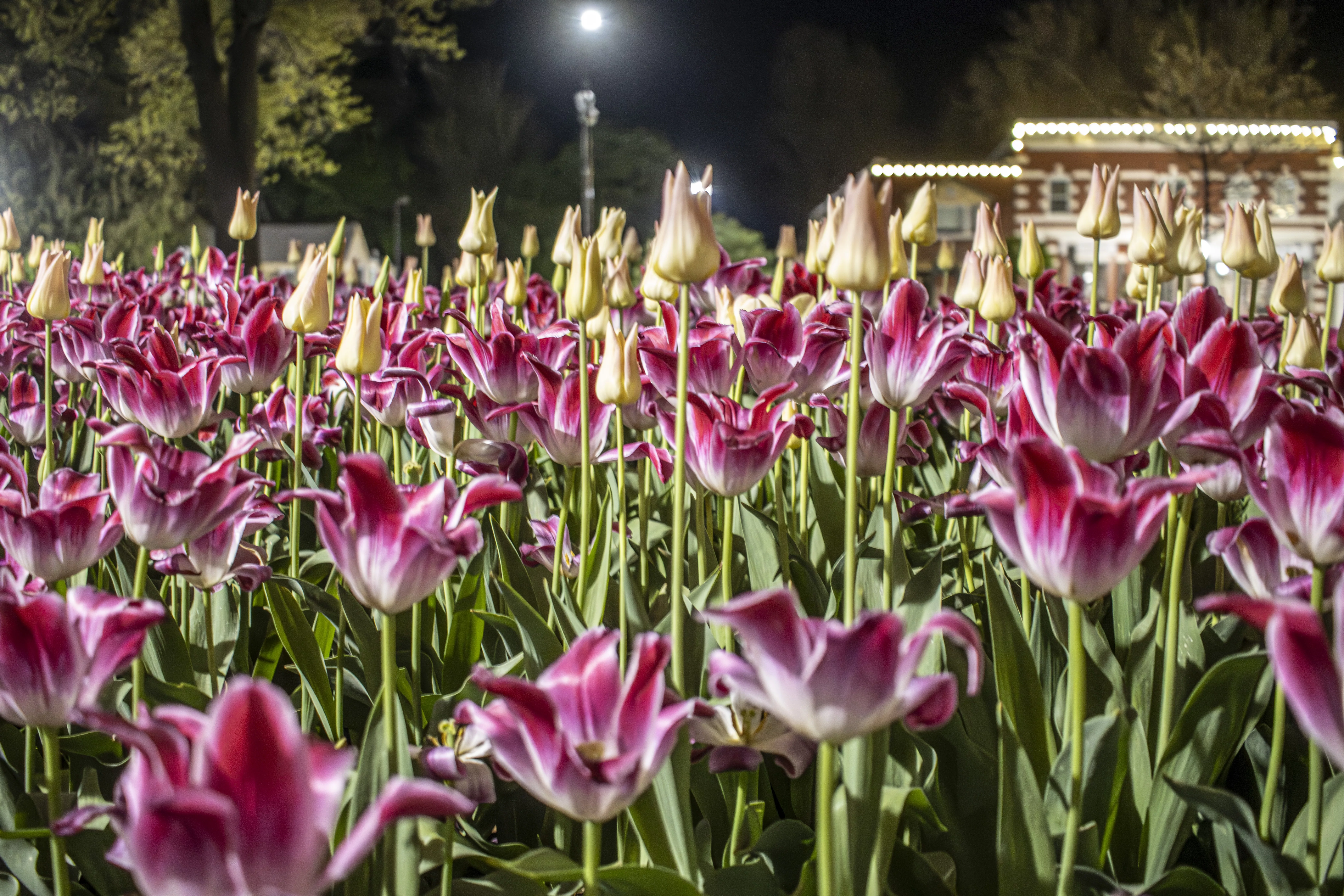 pella-tulips-2024-night_016