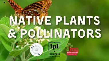 pollinators